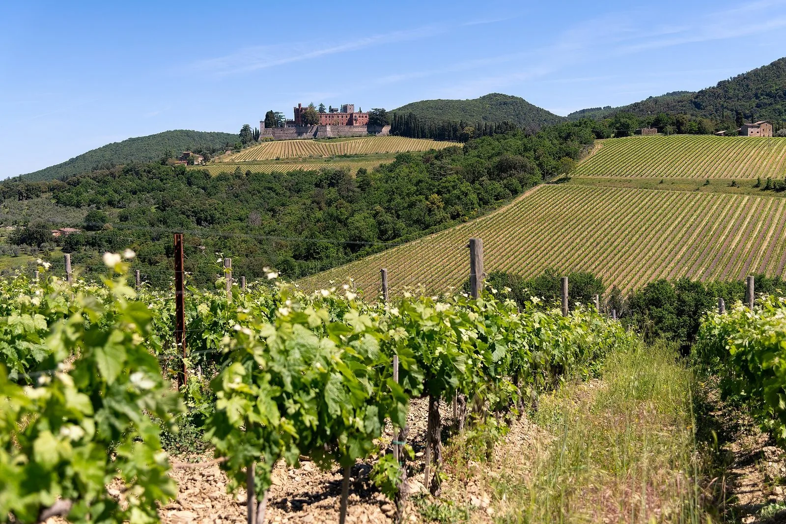 Il Castello di Brolio, con le sue torri merlate in mattoni rossi e le mura di pietra, in cima a una collina coperta di vigneti, con filari di vite in primo piano e boschi intorno