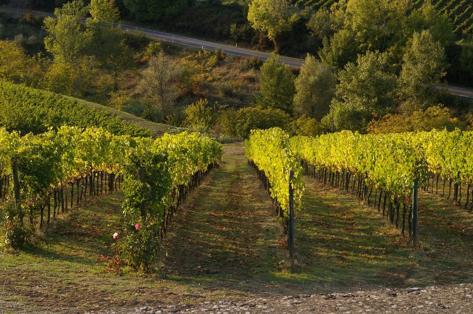 Filari di vigna illuminati dal sole del pomeriggio in primo piano e, più in alto, una strada asfaltata che curva tra gli alberi sul fianco della collina
